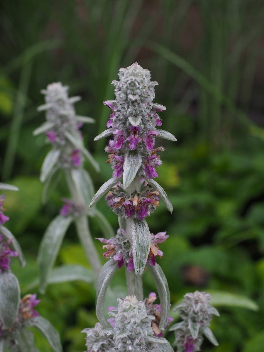 Stachys byzantina - Oreille d'ours