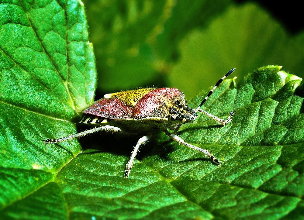 Que peut-on faire avec de la terre de diatomée ?