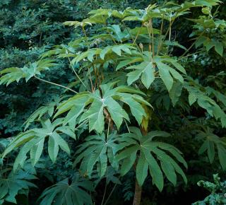 Tetrapanax papyrifera entretien