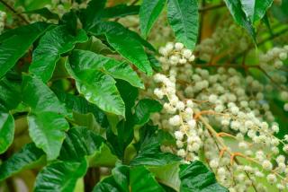 Tetrapanax papyrifera plantation