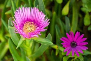 Utilisation Griffe de sorciere - Carpobrotus edulis