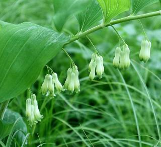 Utilisation du Sceau de salomon - Polygonatum odoratum