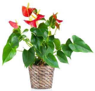 anthurium plante appartement