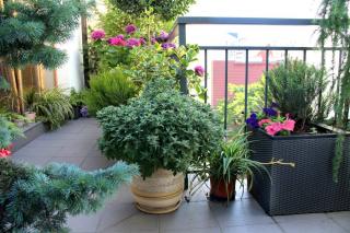 arbre en pot terrasse balcon