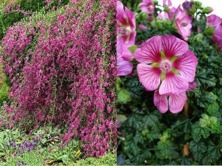 arbuste de couleur rose automne