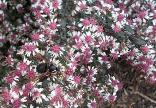 aster laterifolius Lady-in-Black