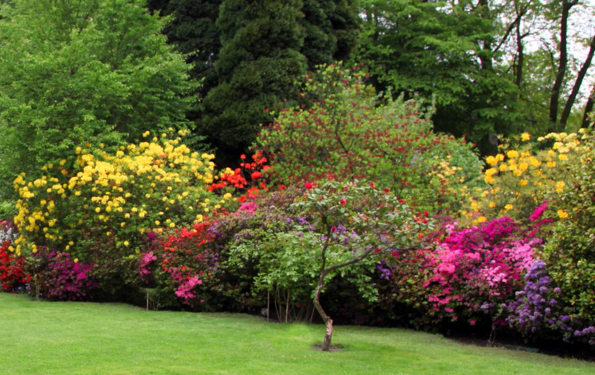 8 arbustes à fleurs orange qu'il faut avoir dans son jardin