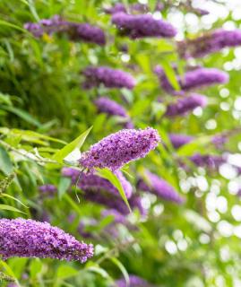 buddleia