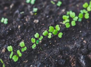 calendrier semis aout legume potager