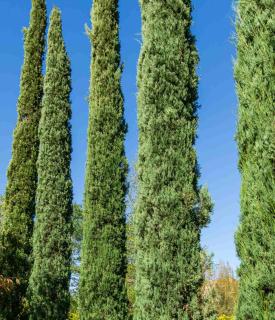 Entretien et taille du cypres - Cupressus sempervirens