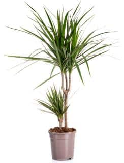 dracaena plante appartement