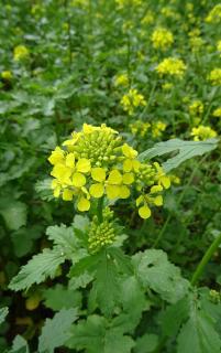 engrais vert automne