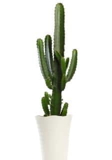 euphorbe cactus