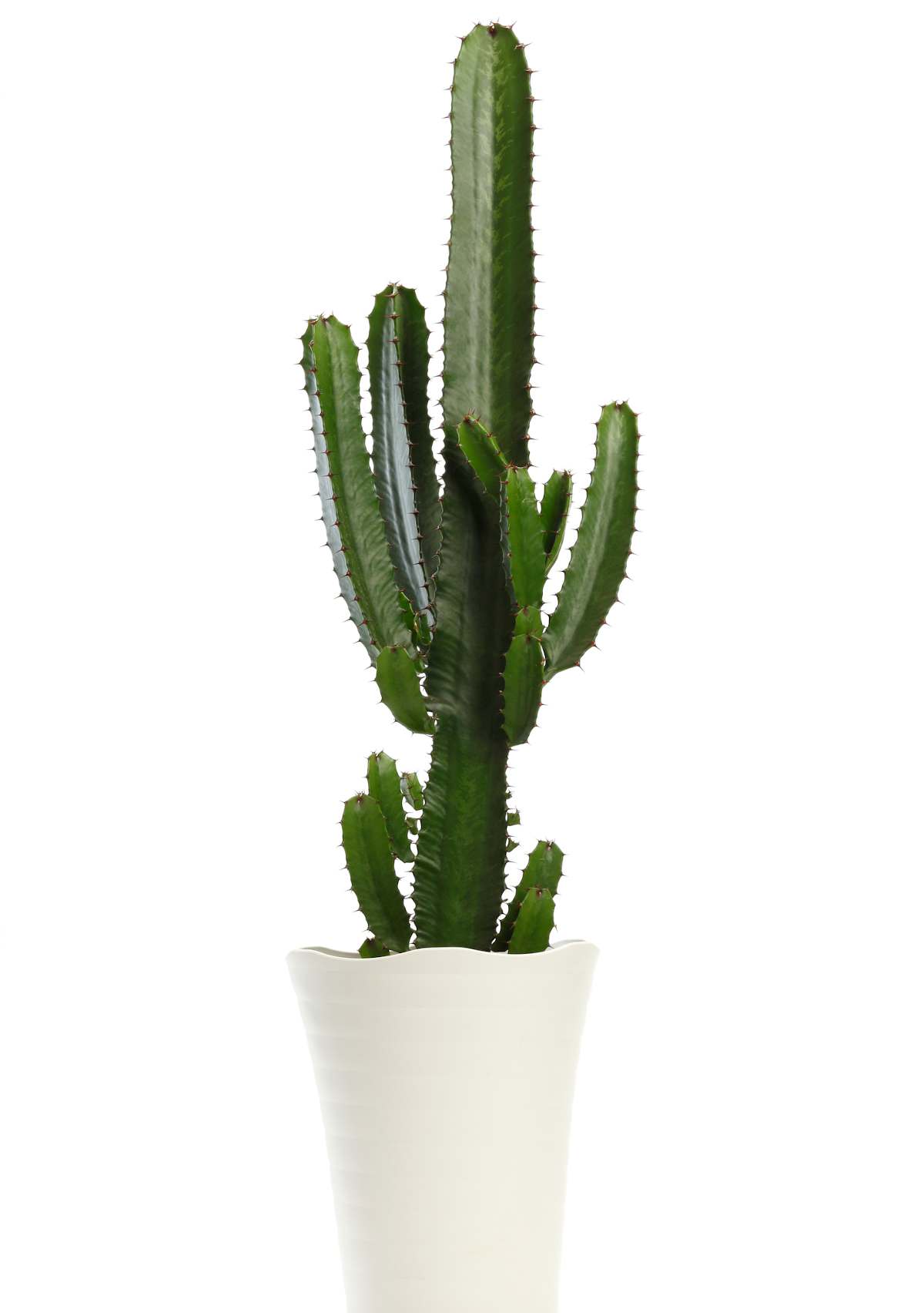 euphorbe cactus
