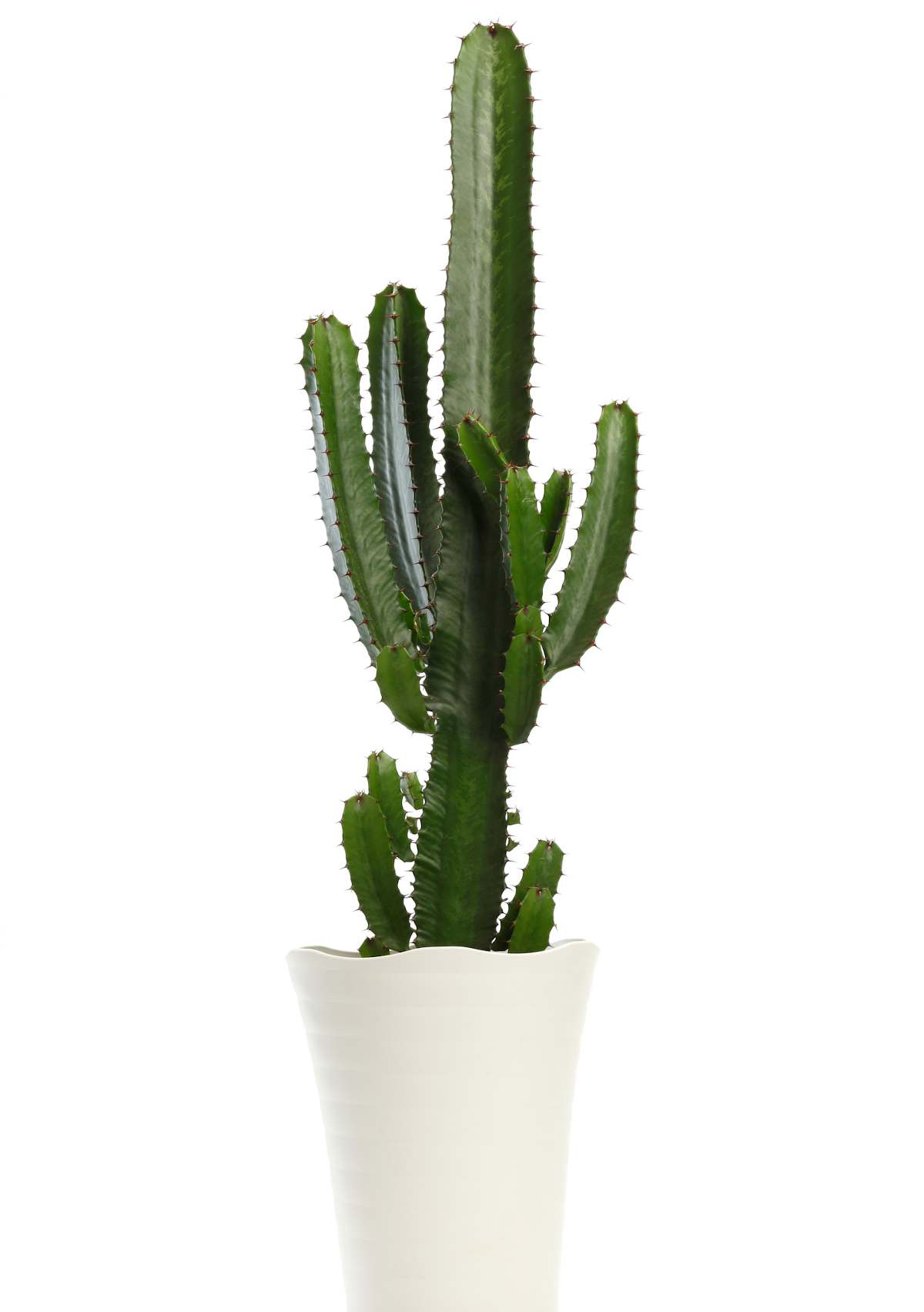 Cactus et plantes succulentes rustiques : nos conseils de culture !