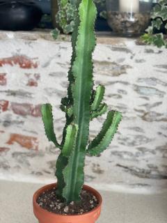 euphorbe cactus en pot