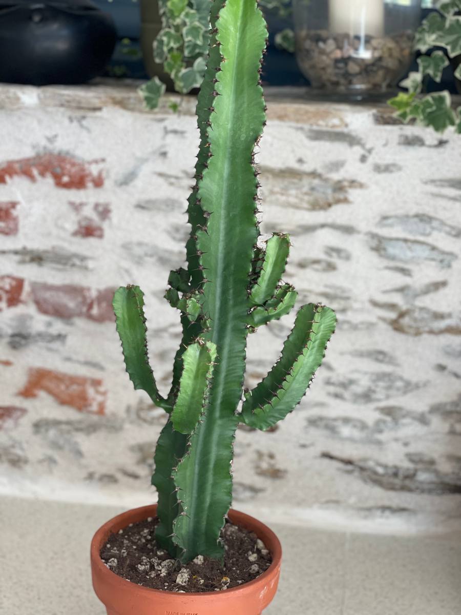 euphorbe cactus