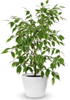 ficus benjamina plante appartement