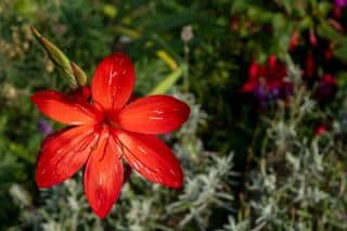 fleur massif automne