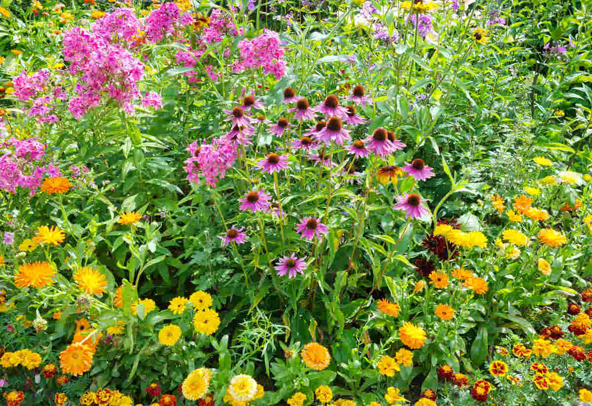 Les Fleurs Qui Fleurissent En Fin D Ete Et Debut D Automne