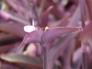 misere pourpre - Tradescantia pallida