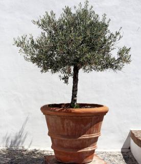 olivier en pot sur terrasse