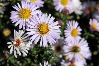 petit aster pour bordure et rocaille