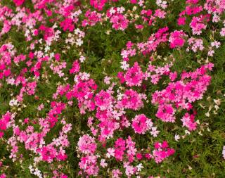 phlox rampant subulata