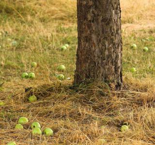 plantation automne permaculture