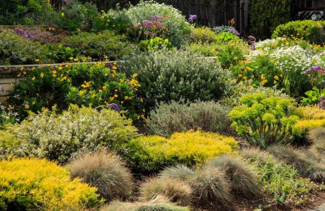 Plantes couvre-sol à croissance rapide : idées et variétés