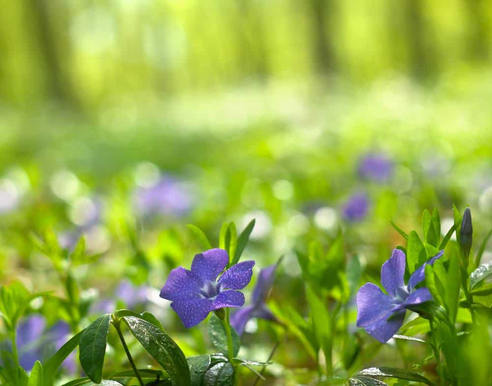 plante fleur qui pousse sous un arbre