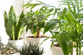 plante interieur qui aime plein soleil