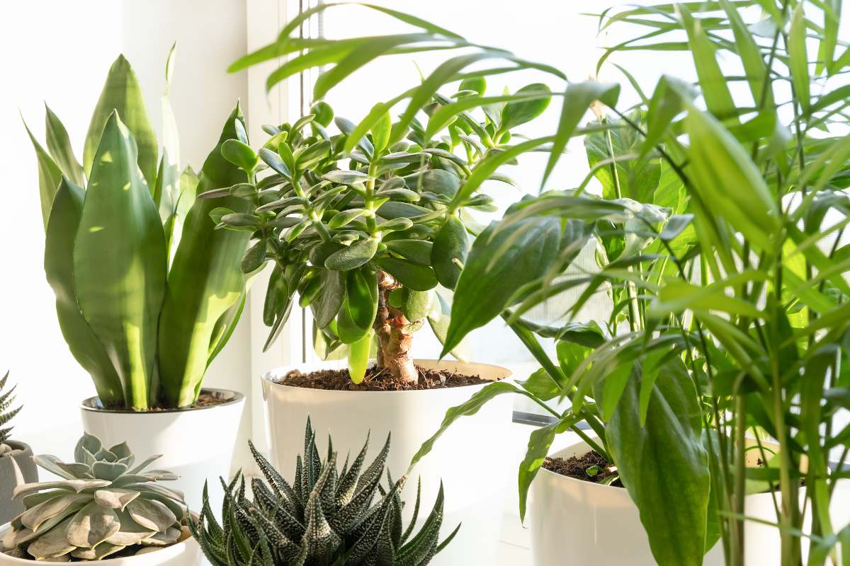 5 Plantes d'intérieur qui aiment le plein soleil direct