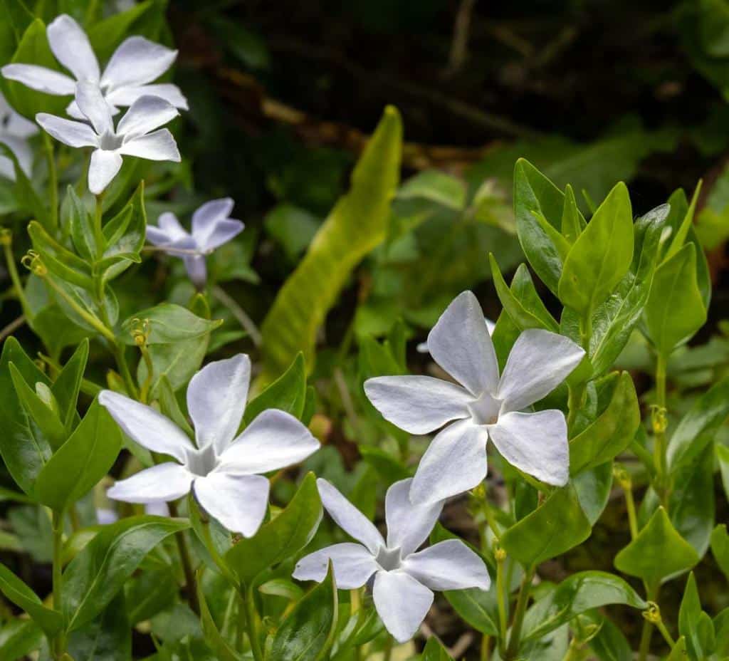 plantes et fleurs qui poussent ombre peu eau