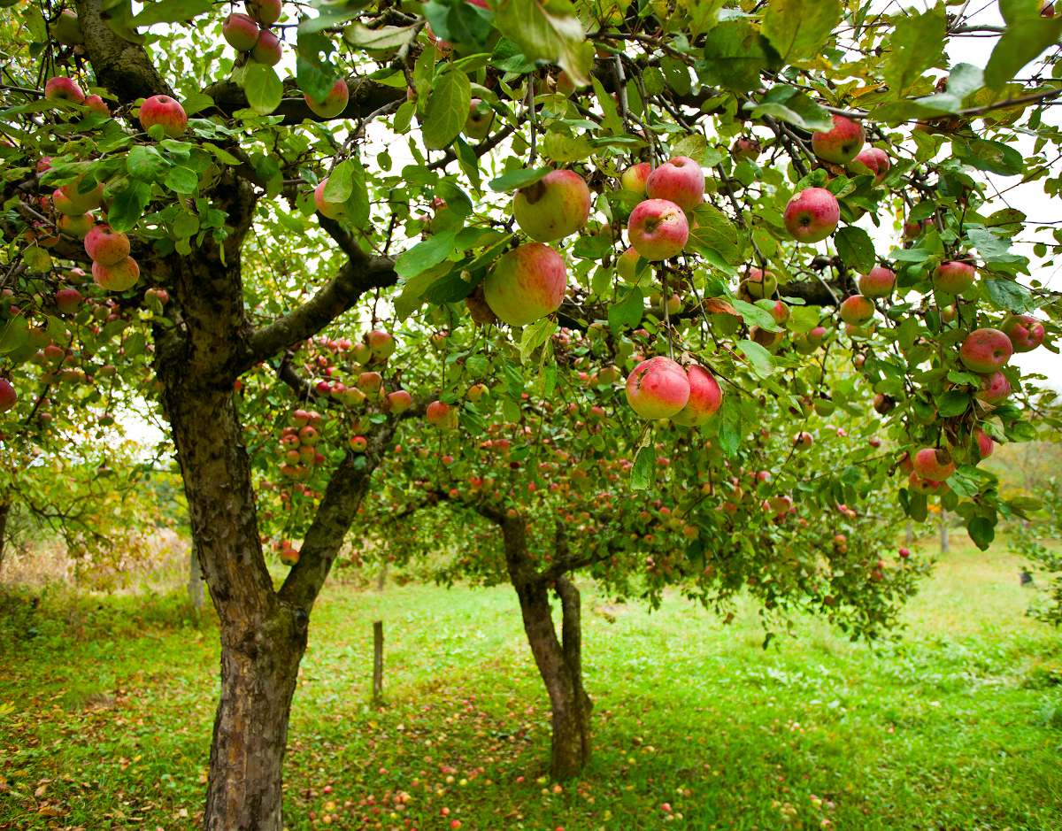 Entretenir les jeunes arbres fruitiers - infomaison