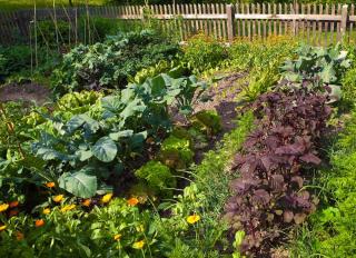 potager en Septembre