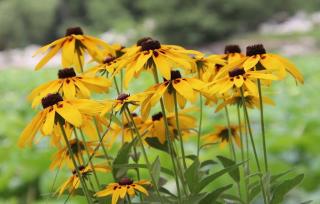 rudbeckia jaune lacinata