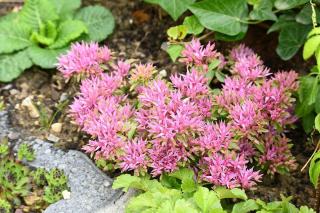 sedum spurium Variegatum