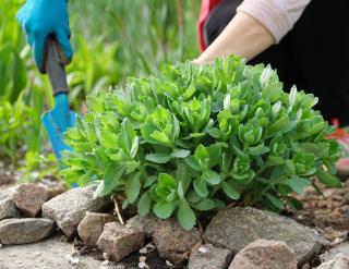 sedum spurium culture plantation