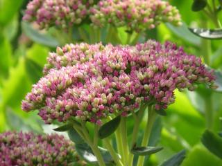 sedum spurium orpin batard