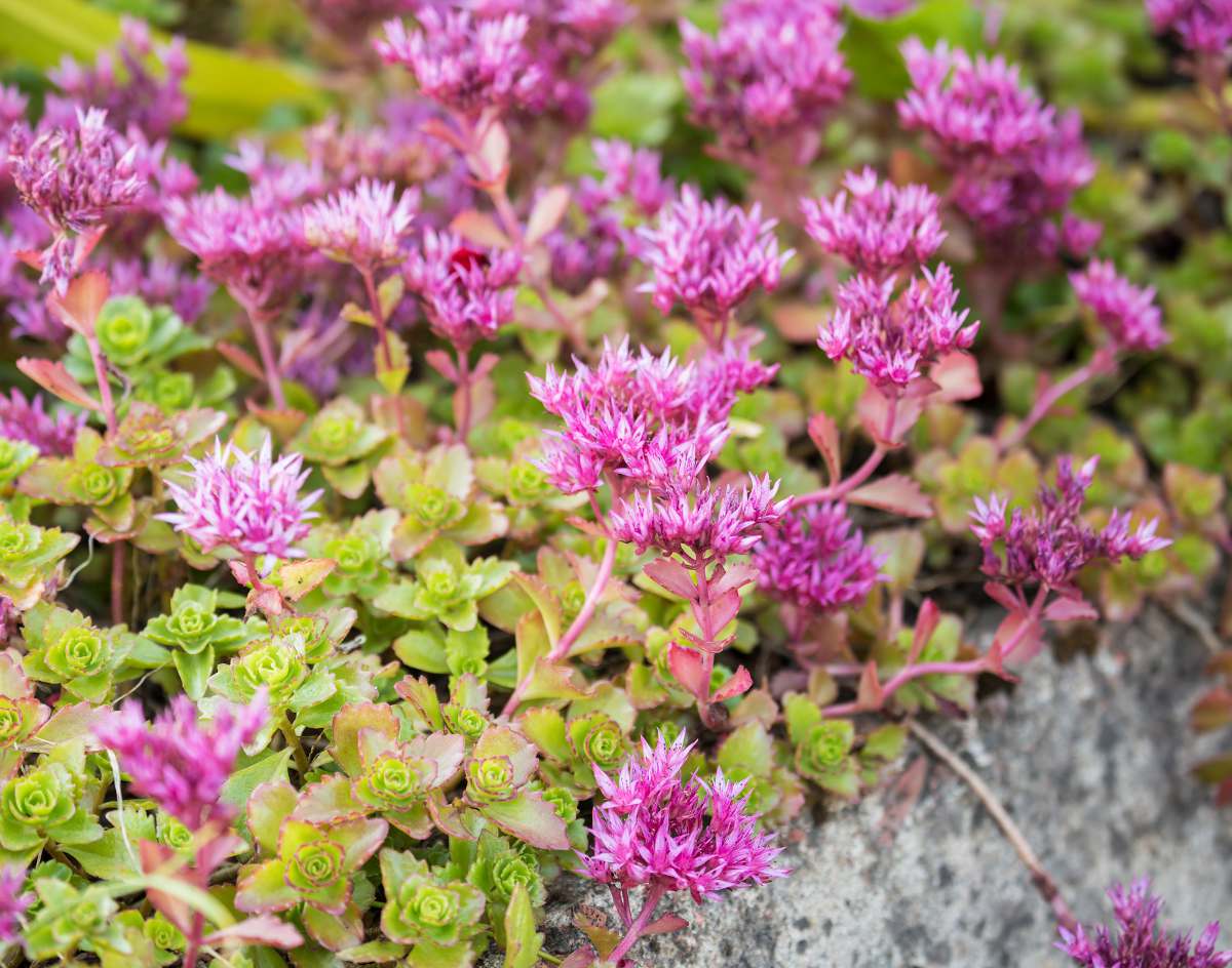 sedum spurium orpin