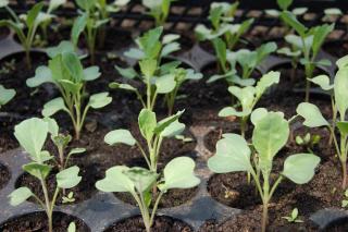 semis decembre potager legumes