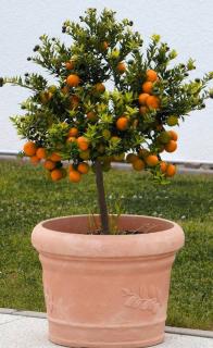 taille du pot pour arbre en pot