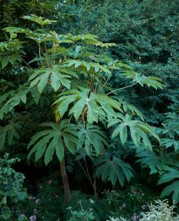 tetrapanax