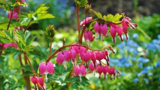 therapie par les plantes jardinage