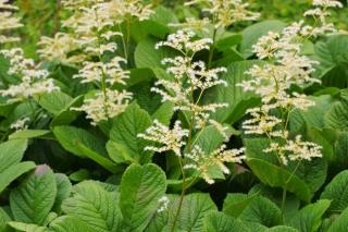 varietes Rodgersia