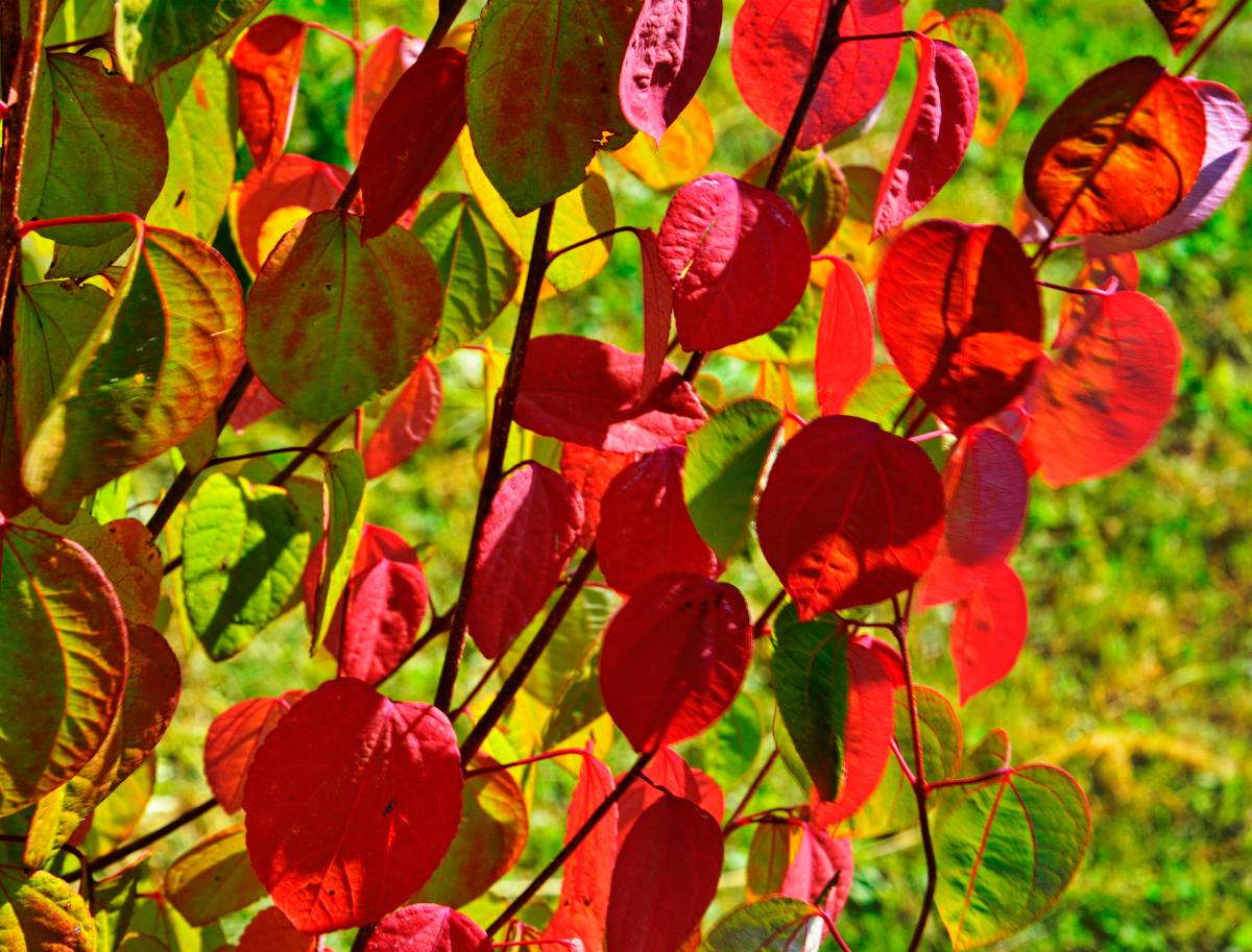 Arbre a caramel - Cercidiphyllum japonicum