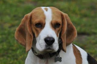 Beagle