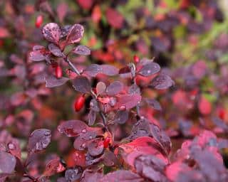 Berberis thunbergii Atropurpurea