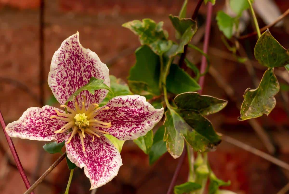 Feuille pour plante grimpante